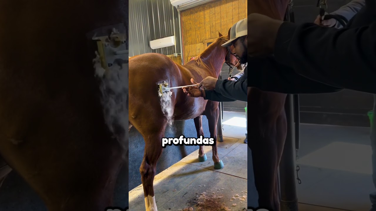 Esse cara marca seus cavalos com gelo 🤯 #cavalo #fazenda #shorts