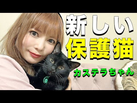 【保護猫】新しい家族が増えたので紹介します🐈
