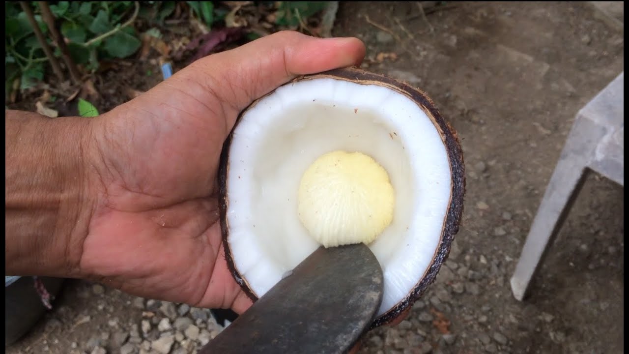 Tumbong ng Niyog, Coconut Embryo, SPROUTED COCONUT YouTube