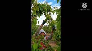 Cherry thinning Cherry Thinning