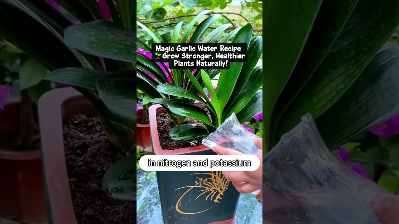 Magic Garlic Water Recipe  Grow Stronger, Healthier Plants Naturally! -  YouTube