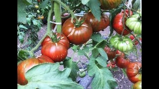 Обзор сортов томатов с видом в разрезе