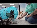 Cosmic Canine Plano: Premier Dog Training &amp; Elevated Structured Day Care for the Dallas Area
