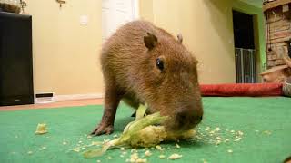 JoeJoe the Capybara Eating an Ear of Corn.