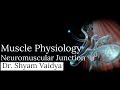 Neuromuscular Junction - Muscle Physiology - 2