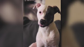 Denver Dog Dies While In The Care Of Rover App Sitter; Owner Calling For Heightened Screening Requir screenshot 3