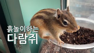 A gardener chipmunk that likes to play in the dirt