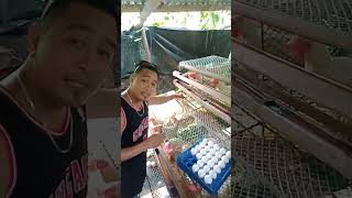 100 heads RTL chicken egg production daily