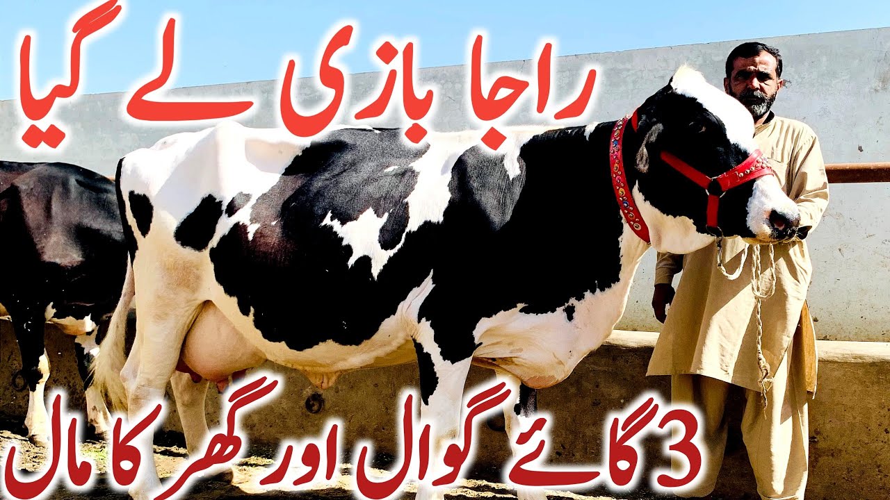 Holstein Friesian Cow Dairy Cattle Cross Breed Cow Global