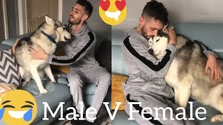 The Funniest Male V Female Husky Differences Clips Ever!! [TRY NOT TO LAUGH]