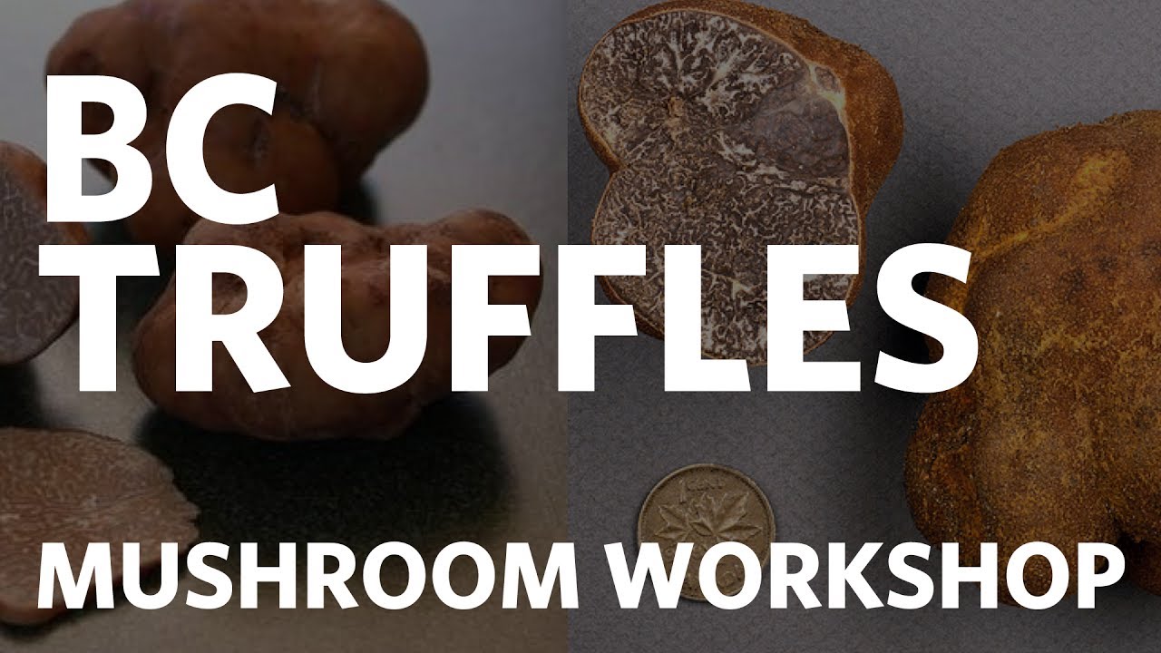 British Columbia Truffles - Shannon Berch