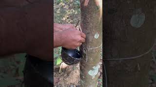 Rubber extraction #shorts #rubber #latex #plantation #northeast