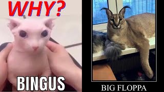 Floppa and Bingus Meme Analysis