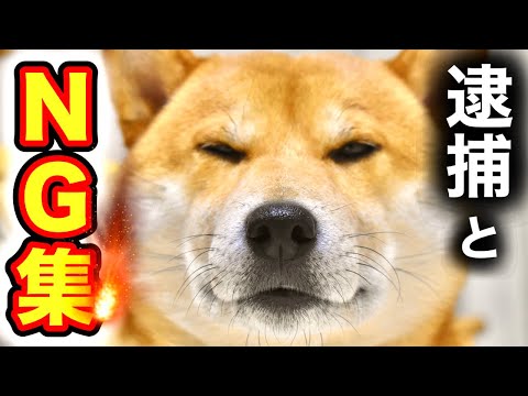 柴犬こむぎのＮＧシーンを大公開【あるじNOステップ】NEWS48