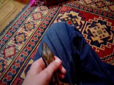 Brutus Blood Python