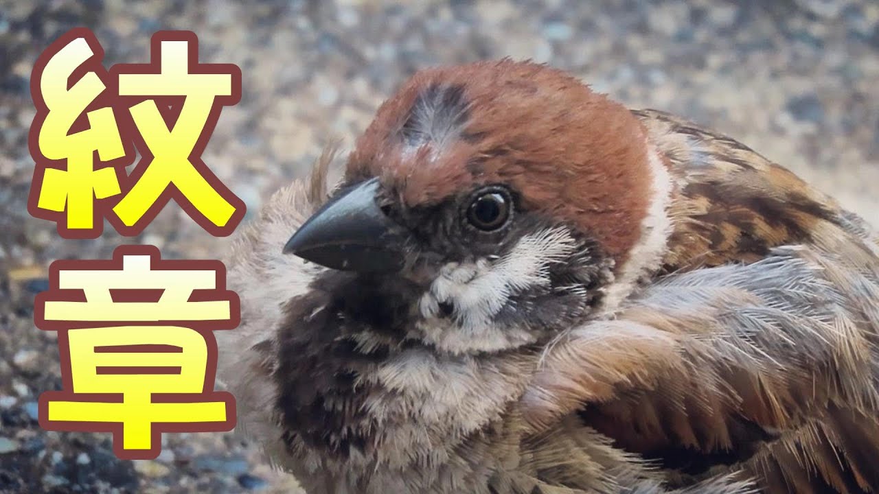 額に紋章があるスズメ ロトくん Cute Unique Sparrow 野鳥観察 雀 かわいい ユニークなすずめ ギャンブル動画コレクション