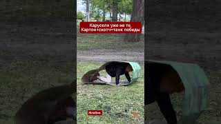В #Жлобин детей в парке развлекают картонным танком, прямо как хомяков #беларусь #дети #карусель