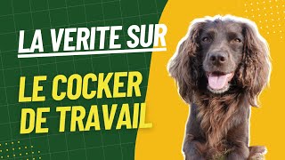 Tout savoir sur le cocker de travail : caractéristiques et éducation