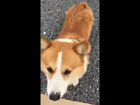 コーギーかわいい Youtube