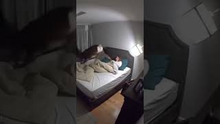 Deer Crashes Through Bedroom Window