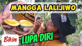Kecil Tapi Berkualitas, Mangga Lalijiwo, Produk Lokal Kualitas Internasional 💯