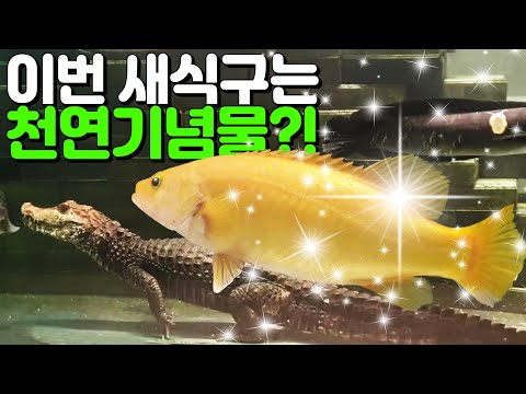 이 쏘가리는 함부로 잡으면 잡혀갑니다