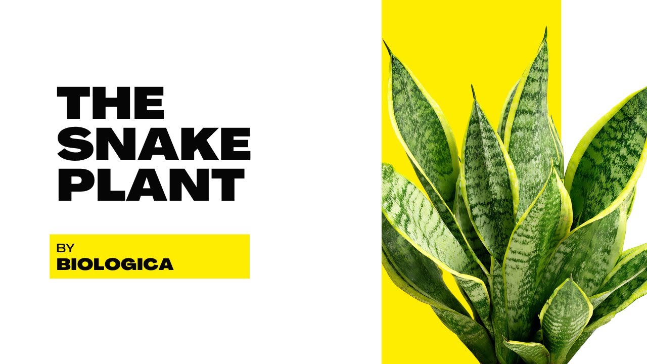 The Snake Plant | Origins, and Benefits