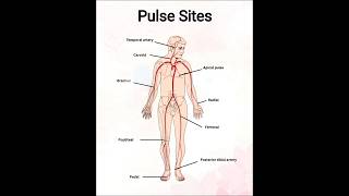 Why Nurses Need to Know About Pulse Points #nursing