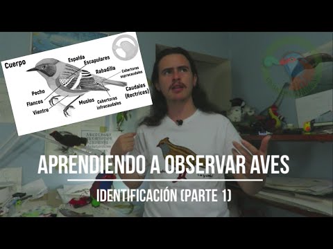 Aprendiendo a observar aves 1.2 | ¿Cómo las identifico? parte 1 hqdefault