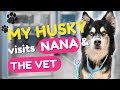 My husky loves visiting his nana but hated going to the vets weekend vlog