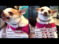Super Funny Cat &amp; Dog Videos 17