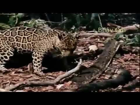 Great Python VS Leopard Leopard - Who Won? - YouTube