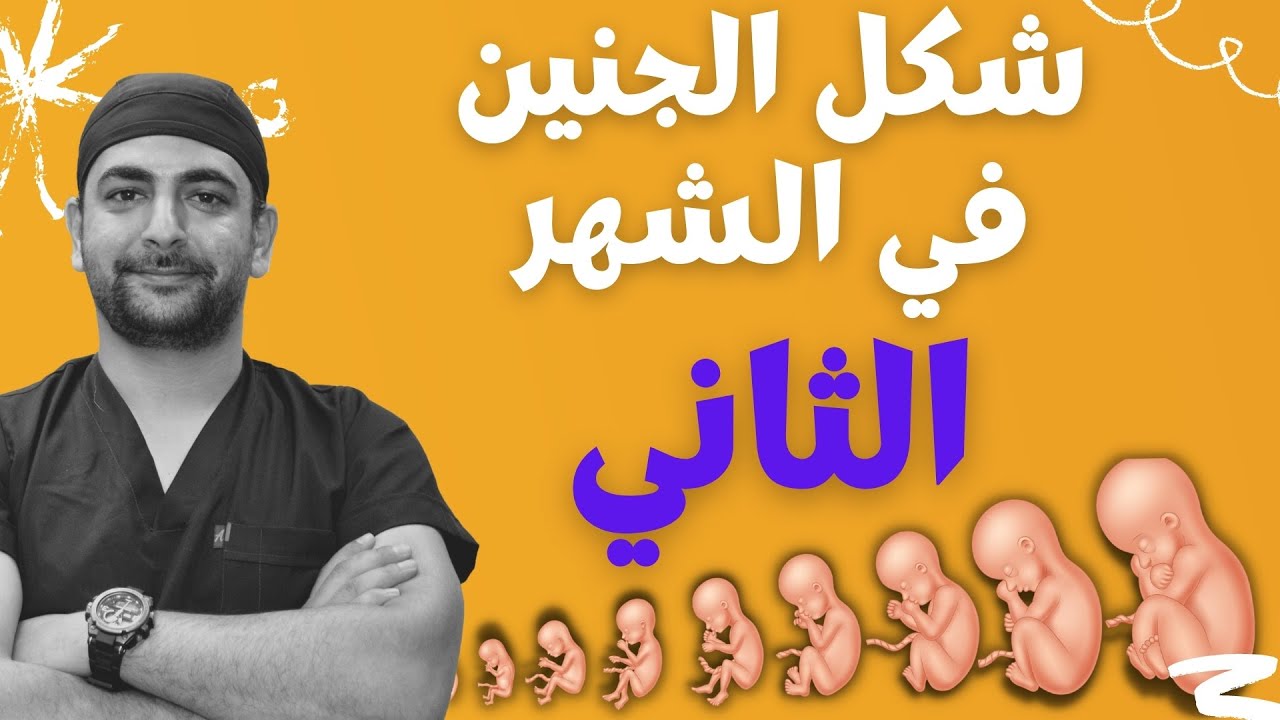 شكل الجنين في الشهر الثاني