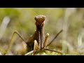 Wart Biter and Grasshopper Interactions
