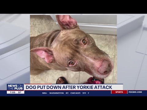 Wideo: AKTUALIZACJA: Opłaty nałożone na kobietę, która zachowała „eutanazję” psa przez 5 miesięcy