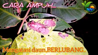 CARI HAMA PERUSAK,,,! DAUN JAMBU AIR BERLUBANG/BOLONG...!!! BUKAN KARNA ULAT.