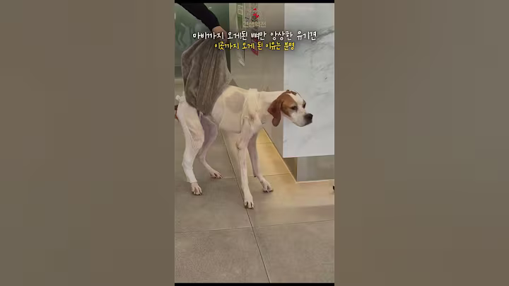 치료되더라도 정상생활을 불가능하리라 생각했던 유기견 #견생역전_송솔