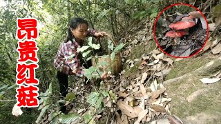 More than 1,000 yuan a pound of wild red mushrooms are densely packed with hills