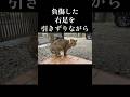 足を負傷した猫 デブにゃん #野良猫 #地域猫