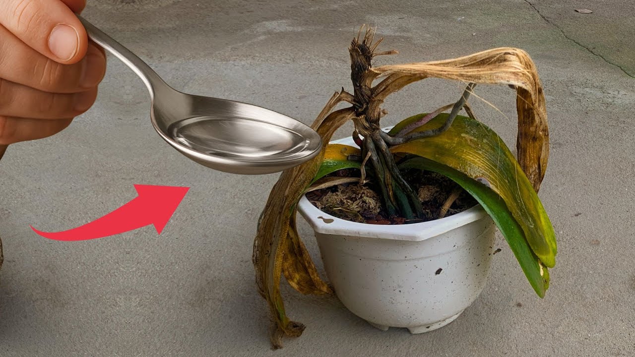 How to Revive an Orchid: From Near Death to Gorgeous Blooms