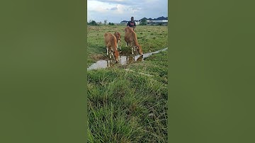 Sapi lucu, anak sapi joget #shorts #sapi #lembu