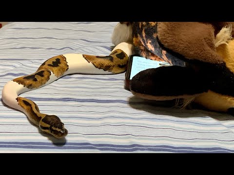 A Bullsnake, Carpet Python, and two Royals engage in training.