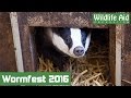 Young badgers try worms for the first time