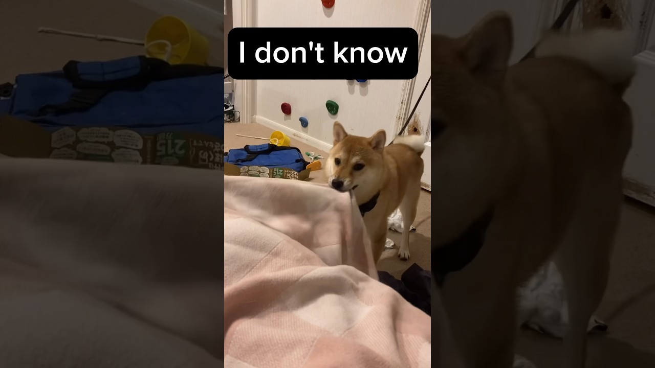 Surprise! Shiba Inu speaks human language. 