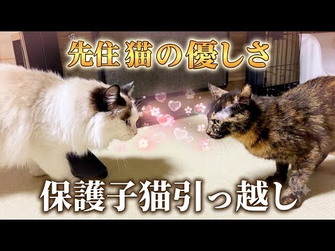 ベルとスノーとジンK2 - YouTube
