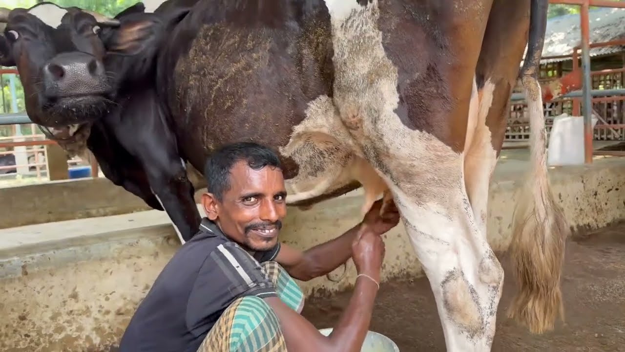 Hand Milking! হাত দিয়ে দুধ দোহন। Swarup Agro #dairyfarm #milking