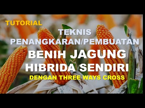 Video: Bagaimana hidrida dibuat?