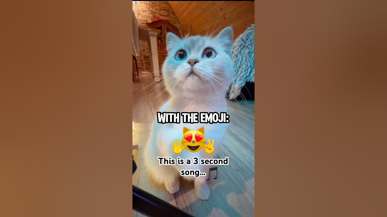 This is a 3 second song 🎶 #shorts #funny #trending #viralshorts #catlover This is a 3 second song 🎶 #shorts #funny #trending #viralshorts #catlover