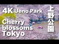 ［4K］上野公園の桜 Cherry Blossoms in Tokyo - Ueno Park (hanami) Sakura 上野観光 花見 夜桜 桜の名所 日本の桜 日本櫻花 樱花 東京観光