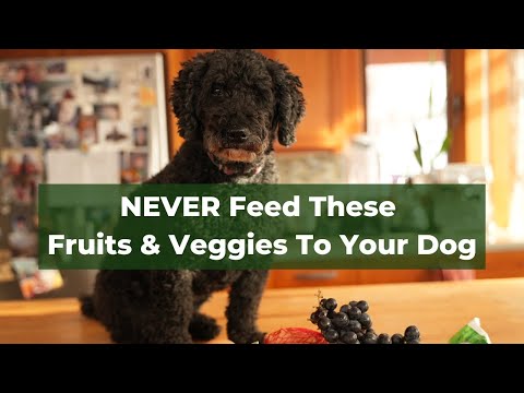 Video: 6 Ovocie a zelenina, ktoré sú škodlivé pre psov